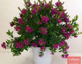 ����� фото