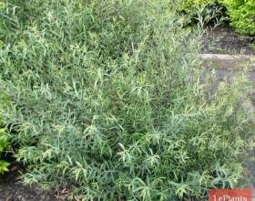 ��� ��������� (�����������) фото