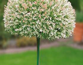 ����� � ������������ �������: ������ ����� � ���� ���� фото