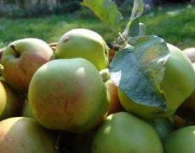 ������ � ���������� (���������) ���� фото