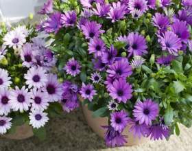 �������� ������ � �������: ������������ фото