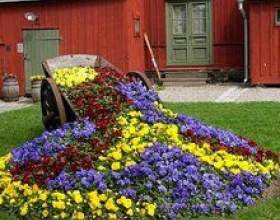 ��������� � ������������ фото