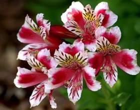 ����������� фото