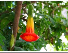 ���� �������� ��������: ������ ������ фото