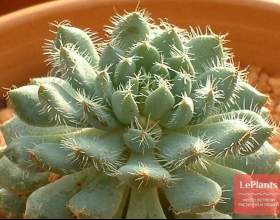 ������� ������� фото