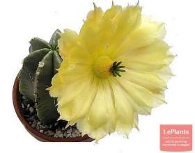 ����������� фото
