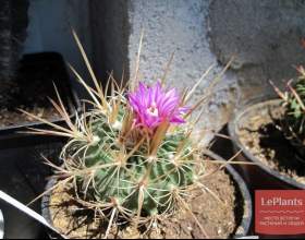 ������������������ ������� фото