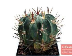 ������������������ фото