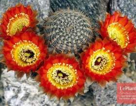 �������� ��������� фото