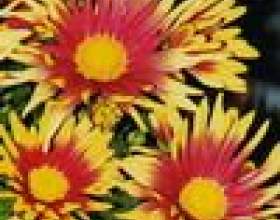 ��������������� ���������� ������� фото