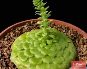 ������ ��������� (������ ����������, ������ �������) фото