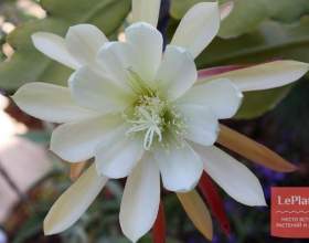 �������� ���������� (�������� ���������������) фото