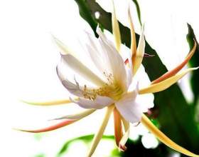 �������� фото