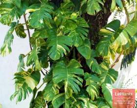 ��������� �������� (���������� ��������) фото