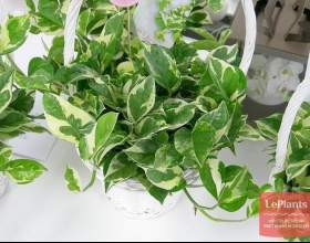 ��������� ���������� � ���� фото