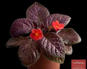������ ����-������� фото