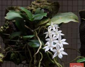 ������ ������������ (������� ������������) фото
