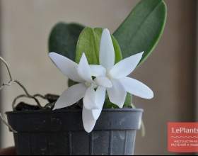 ������ ������ (������ ��������) фото