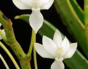 ������ ����������� (������� �����������) фото
