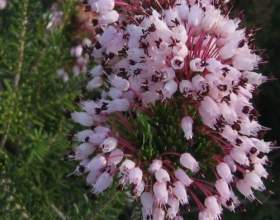 ���� ������� фото