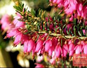 ���� ������� фото