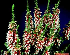 ���� ������������ (����� �������, ������� �����) фото