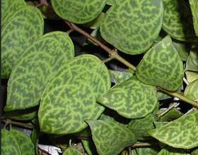 ���������� �������������� (���������� ����������) фото