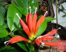 ���������� ���������� (���������� ��������) фото