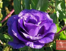 ������� ������������� (������� ��������������, ������� ������) фото