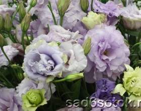 ������� - ����������� � ������ фото