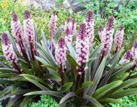 ������ � ������������ ������� фото