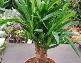 ���� ��������� (��� �������, ������� ����) фото