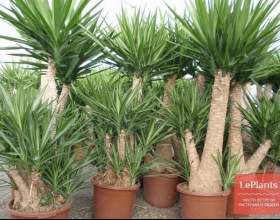 ���� ������� ������ (������� ����) фото