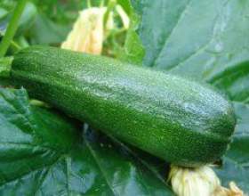 ������� (cucurbita pepo) фото