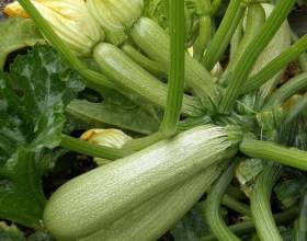 ������� (������ ���������, ������ �����������) фото