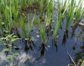 �� ������ ����������� � ������� ����� фото