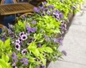 �� �������� ������ � ���������, ���� �������� фото