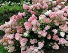 �� �������� � ��������� �� ������糺� ����������� � ��������� �����. ������ ��������! фото