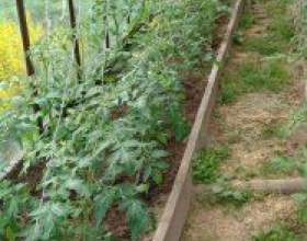 �� ��������� ����������� ������ фото