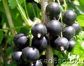 �� ��������� ������ ��������� фото