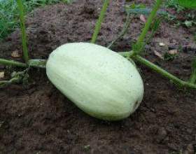 �� ��������������� ������� �� ������������� ���� фото