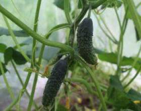 �� ���������� ������������ ����� � ������� фото