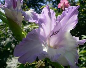 �� ������������� ���������? фото