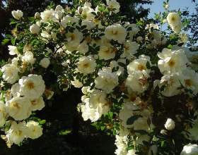 �� ���������� �������� ������� фото