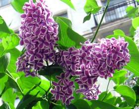 �� ���������� ����� фото