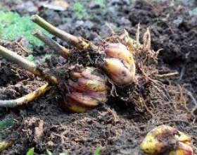 �� ����������� �������� ���������� ���� фото