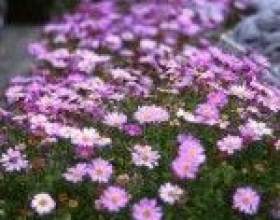 �� ������ � ��������� �� ����������, ���� ���������� фото
