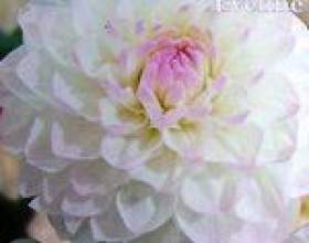 �� ���������� ������� � �������� ������ фото