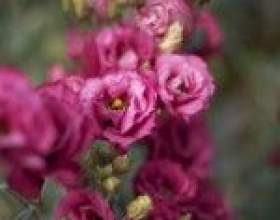 �� ��������� ���� � ������ фото