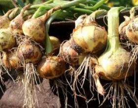 �� ��������� ������� �� �������� ���� фото